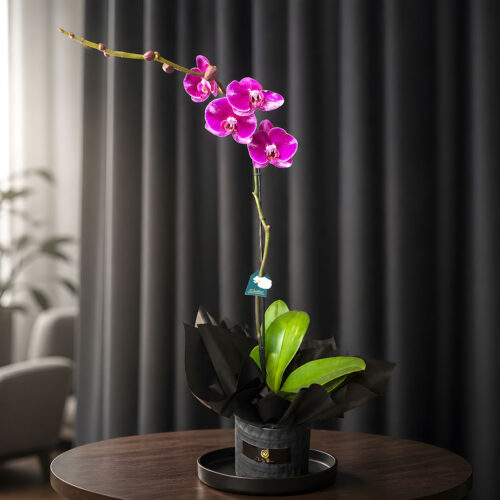 PHALENOPSIS PURPLE POTTED