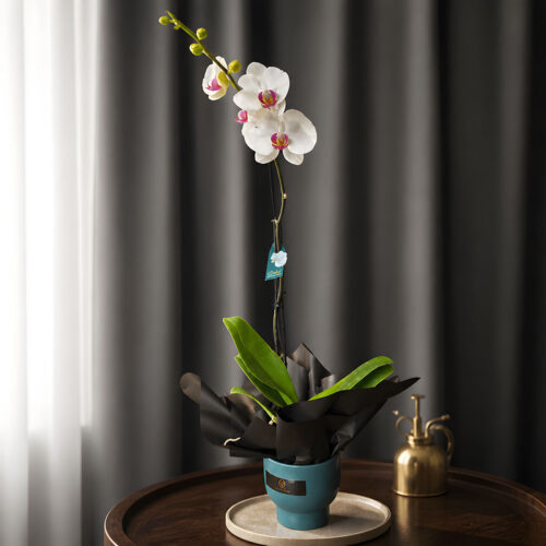 PHALENOPSIS WHITE POTTED